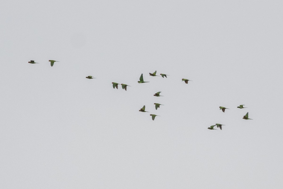 Red-masked Parakeet - ML615901321