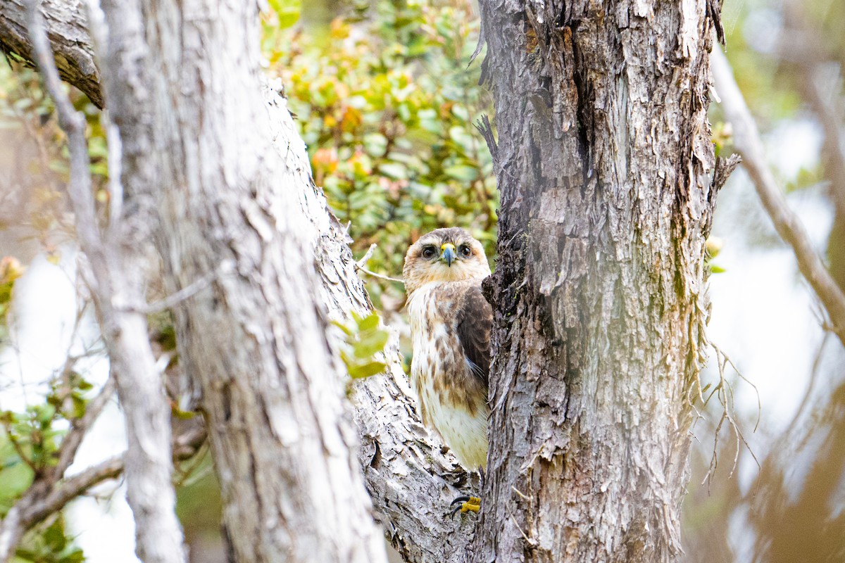 Hawaiian Hawk - ML615901322