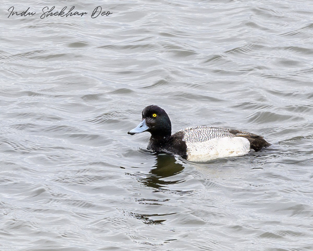 Greater Scaup - ML615901324