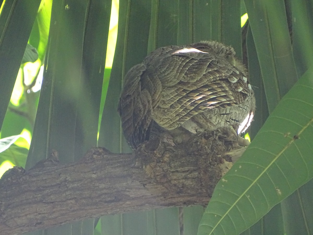 Pacific Screech-Owl - Patrick Lister