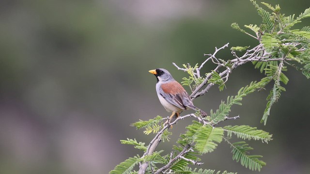 Buff-bridled Inca-Finch - ML615901384