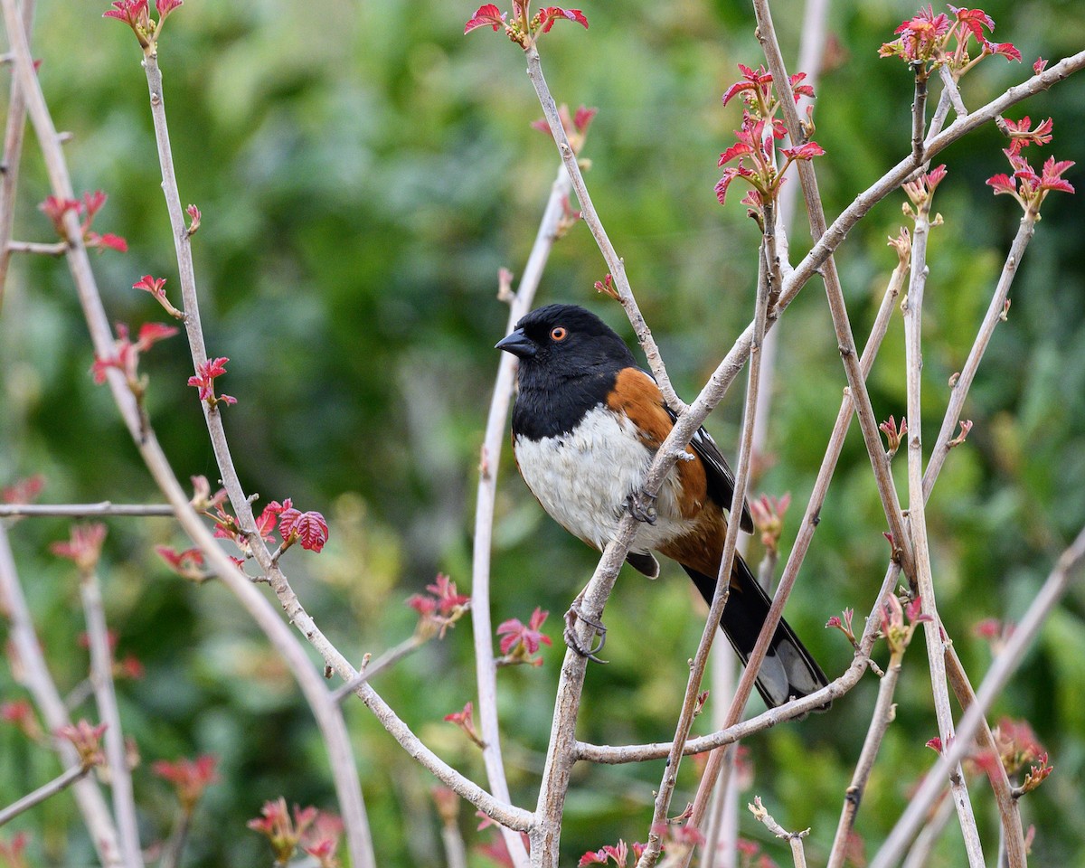 Spotted Towhee - Indu Shekhar Deo