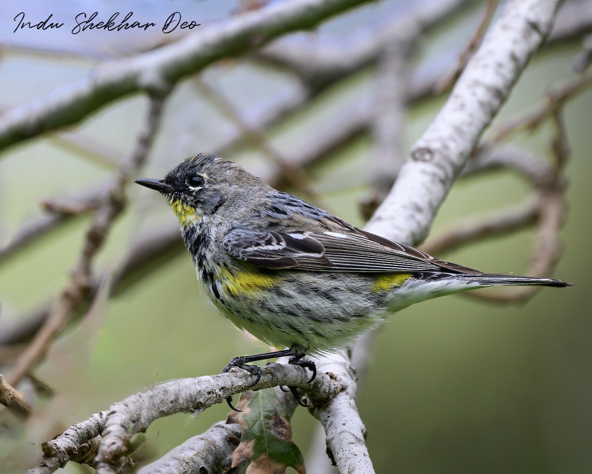 Yellow-rumped Warbler - ML615901400