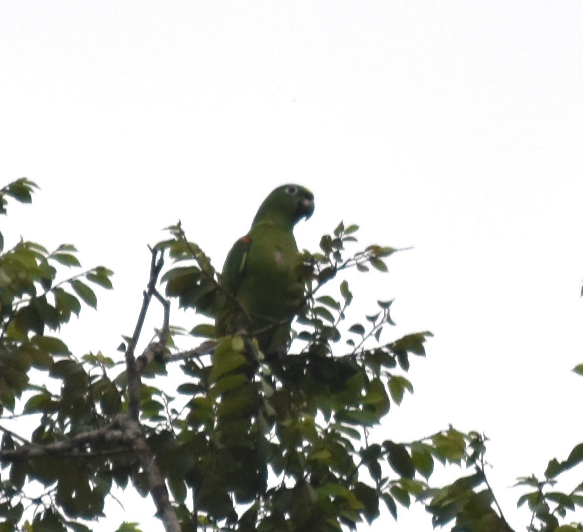 Amazone poudrée - ML615901410