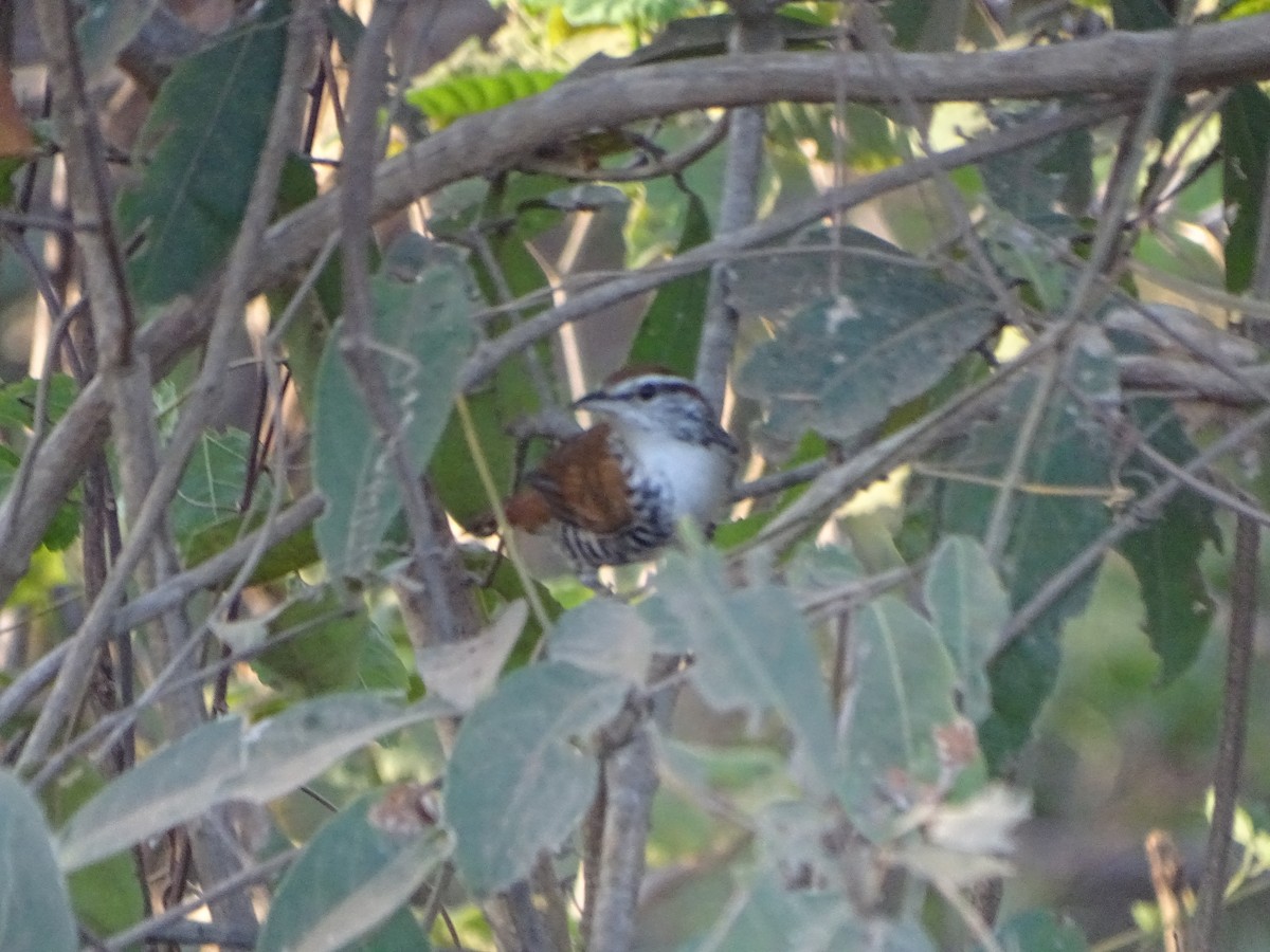 Banded Wren - Patrick Lister