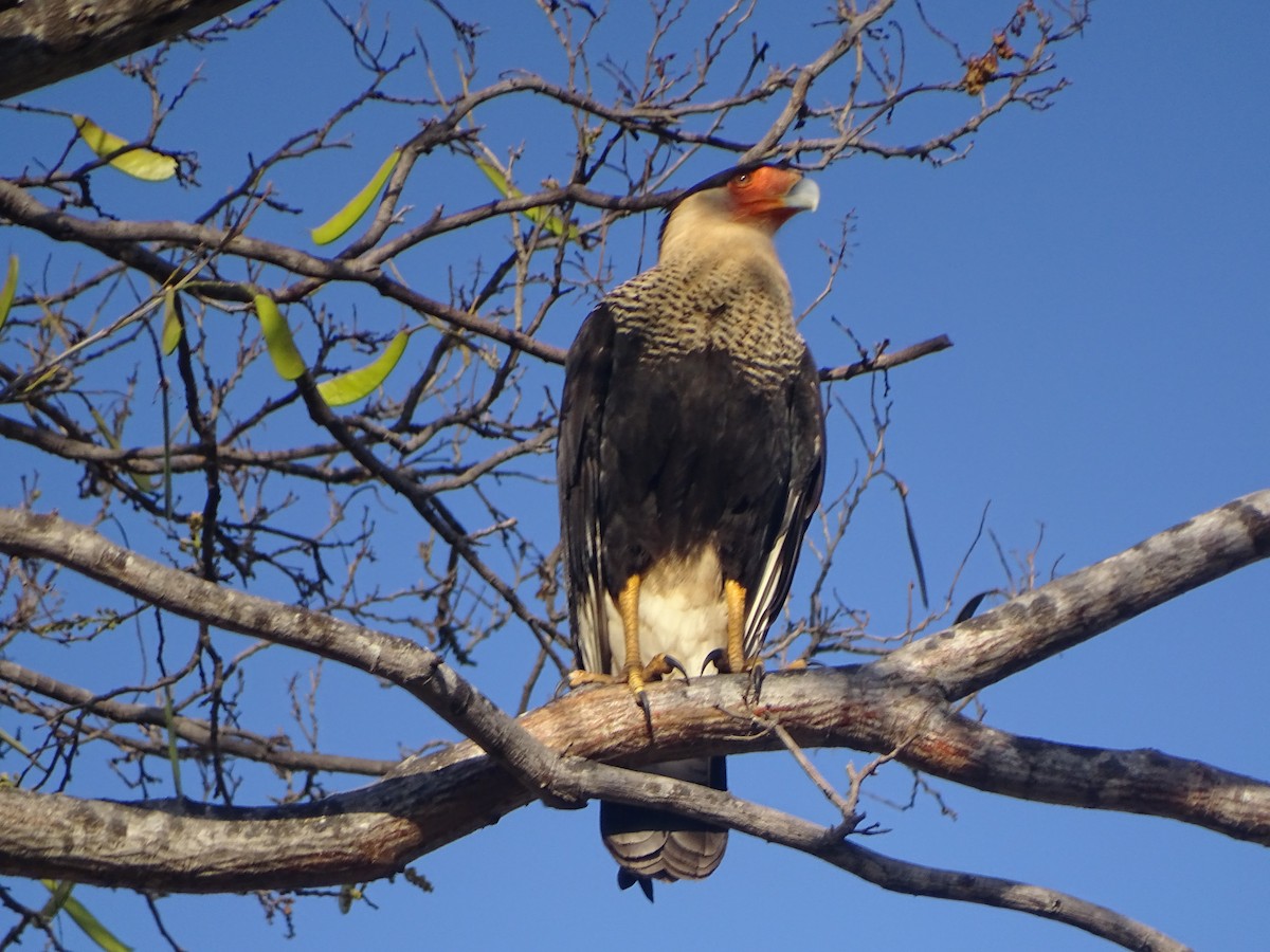 Crested Caracara - Patrick Lister