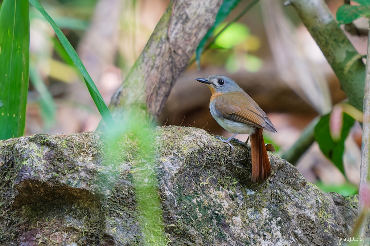 White-bellied Blue Flycatcher - ML615901450