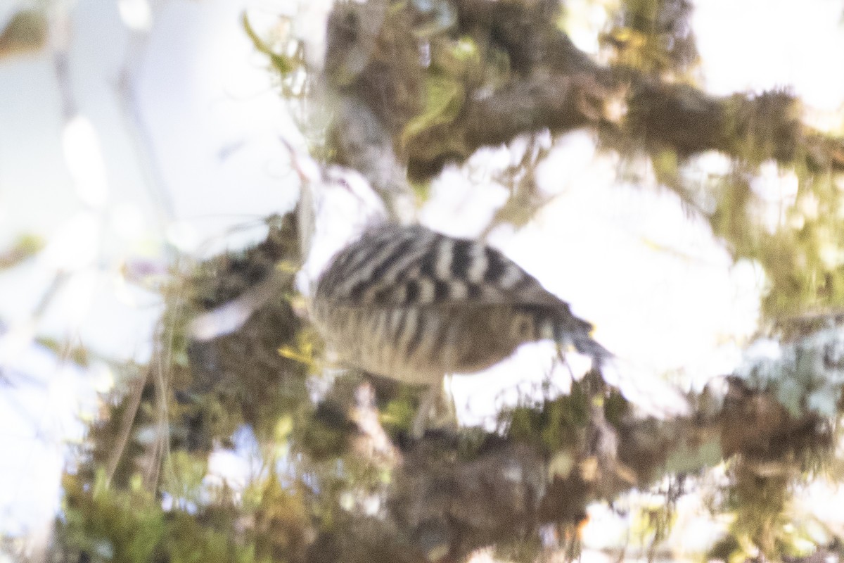 Gray-barred Wren - Jodhan Fine