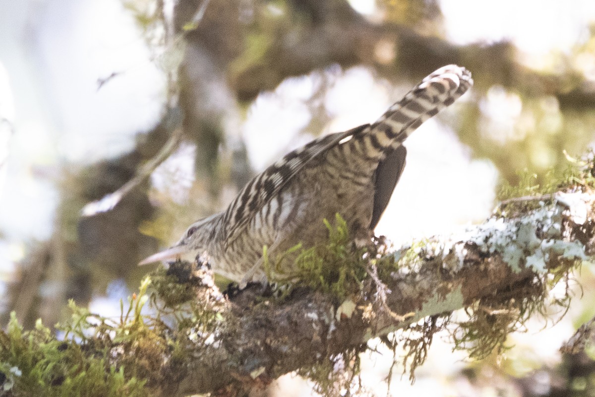 Gray-barred Wren - Jodhan Fine