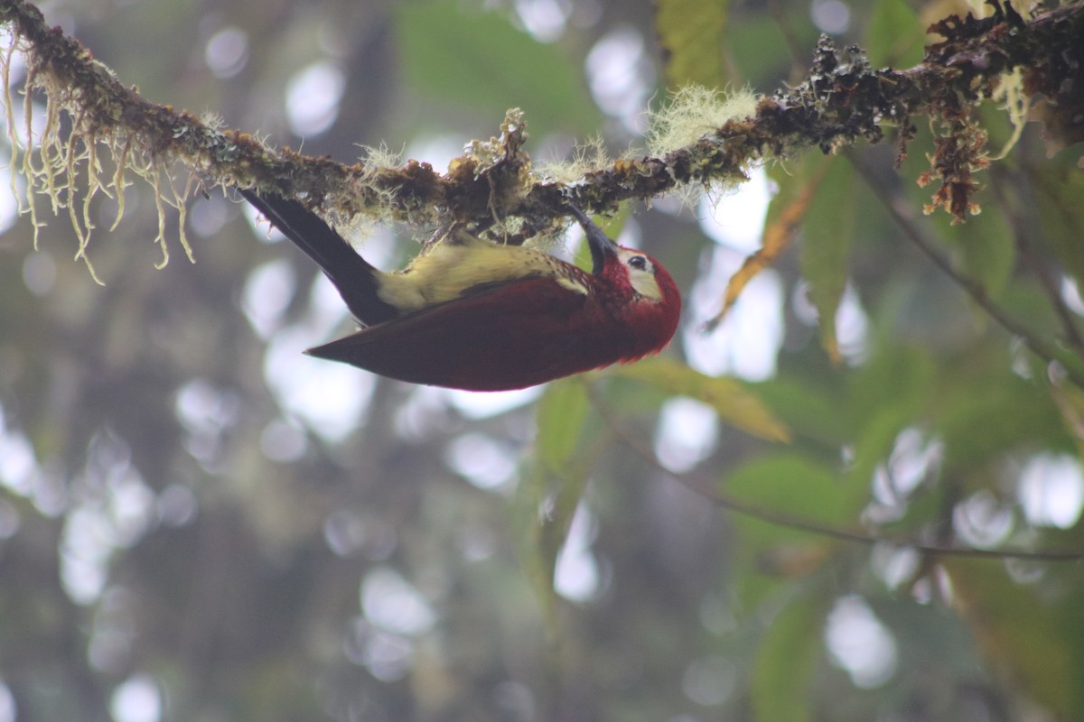 Crimson-mantled Woodpecker - ML615901491