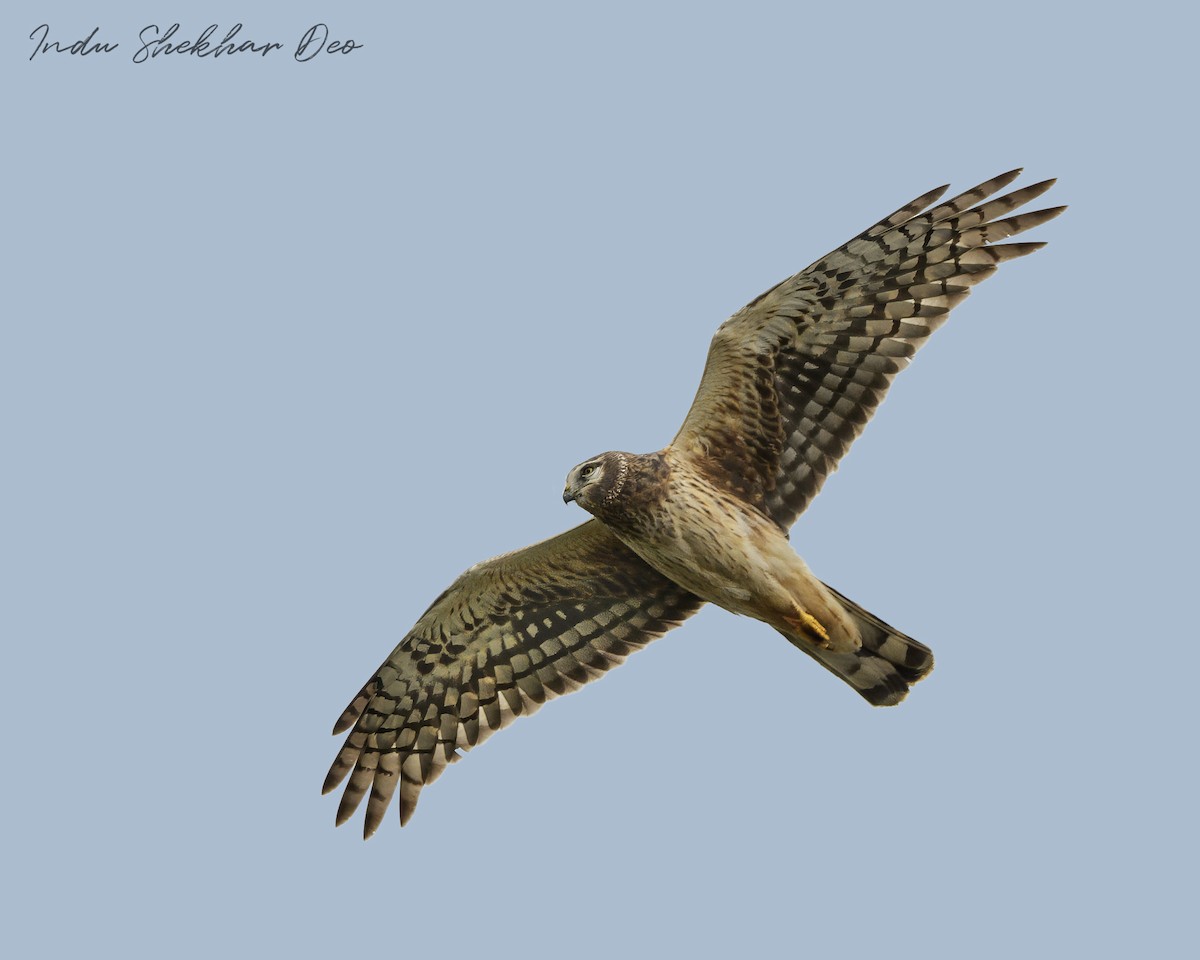 Northern Harrier - ML615901497