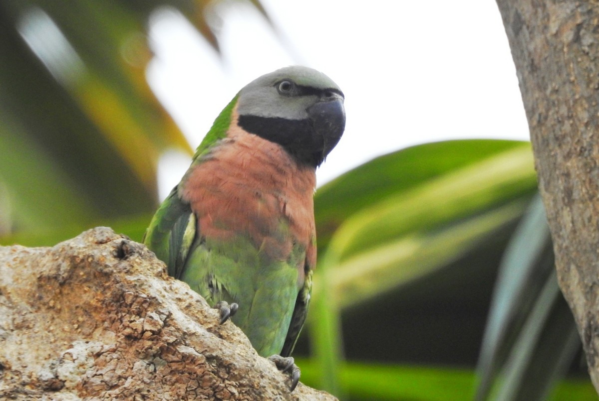 Red-breasted Parakeet - ML615901498