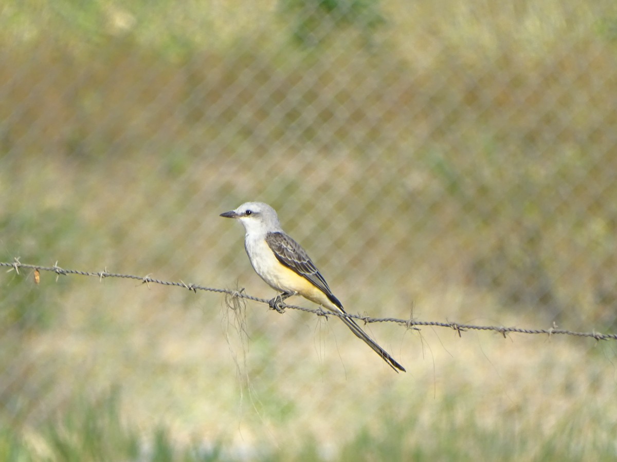 Scissor-tailed Flycatcher - ML615901503