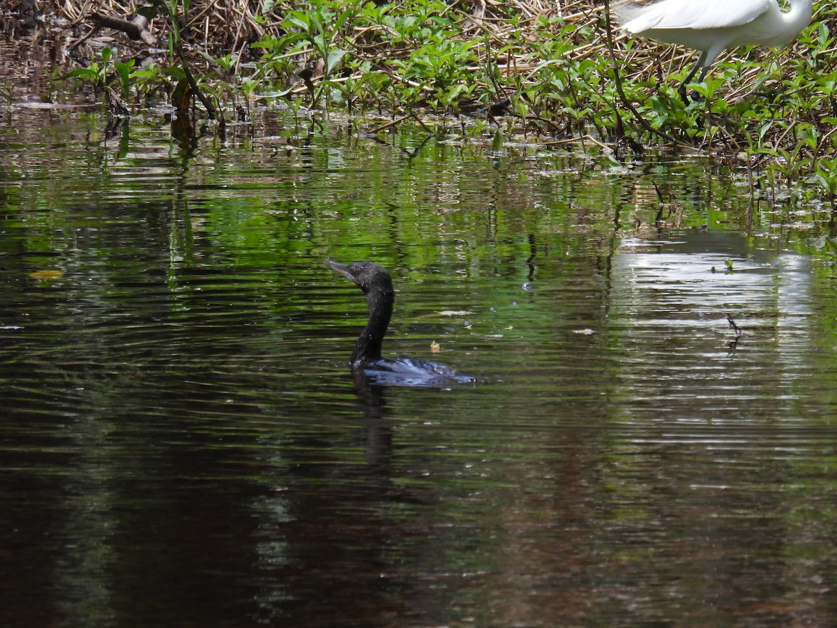 Little Black Cormorant - Helen Erskine-Behr