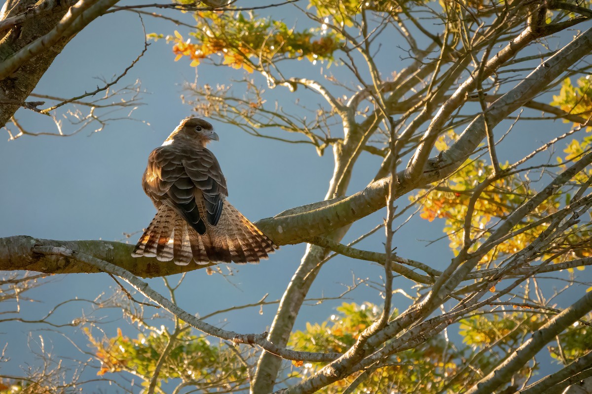 Caracara Chimango - ML615901529