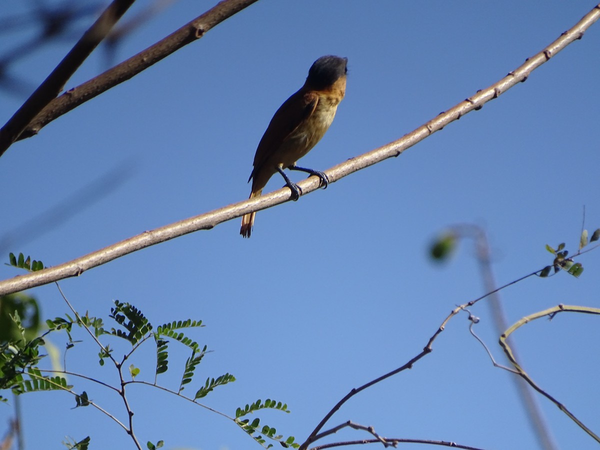 Rose-throated Becard - Patrick Lister