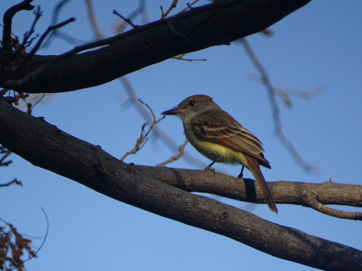 Brown-crested Flycatcher - ML615901543