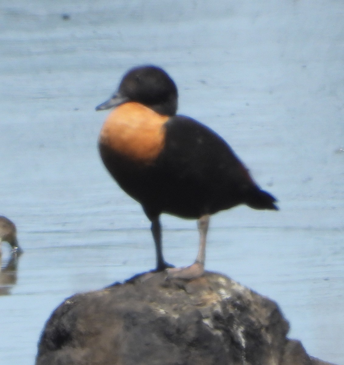 Australian Shelduck - Rodney Macready