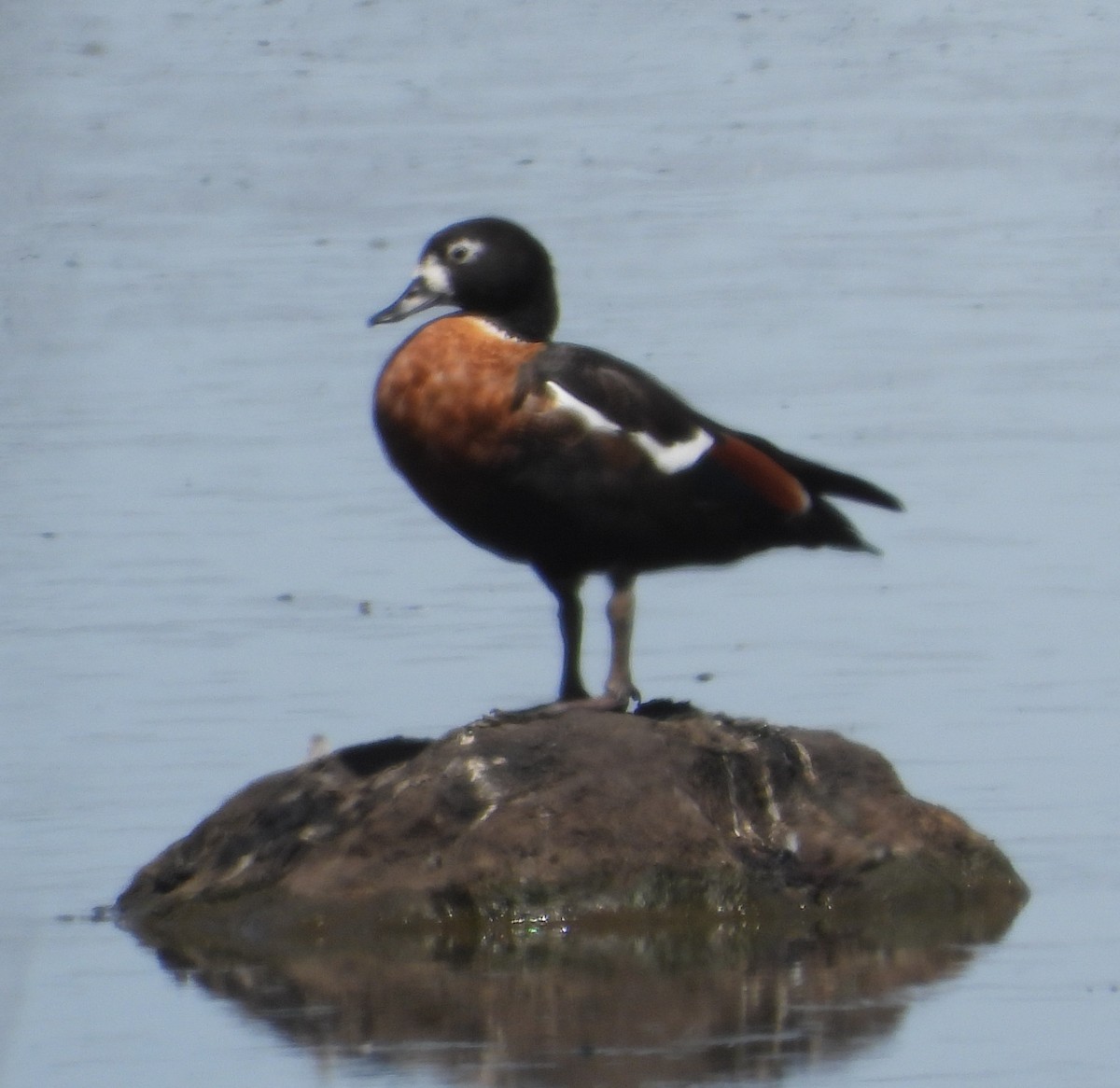 Australian Shelduck - ML615901546