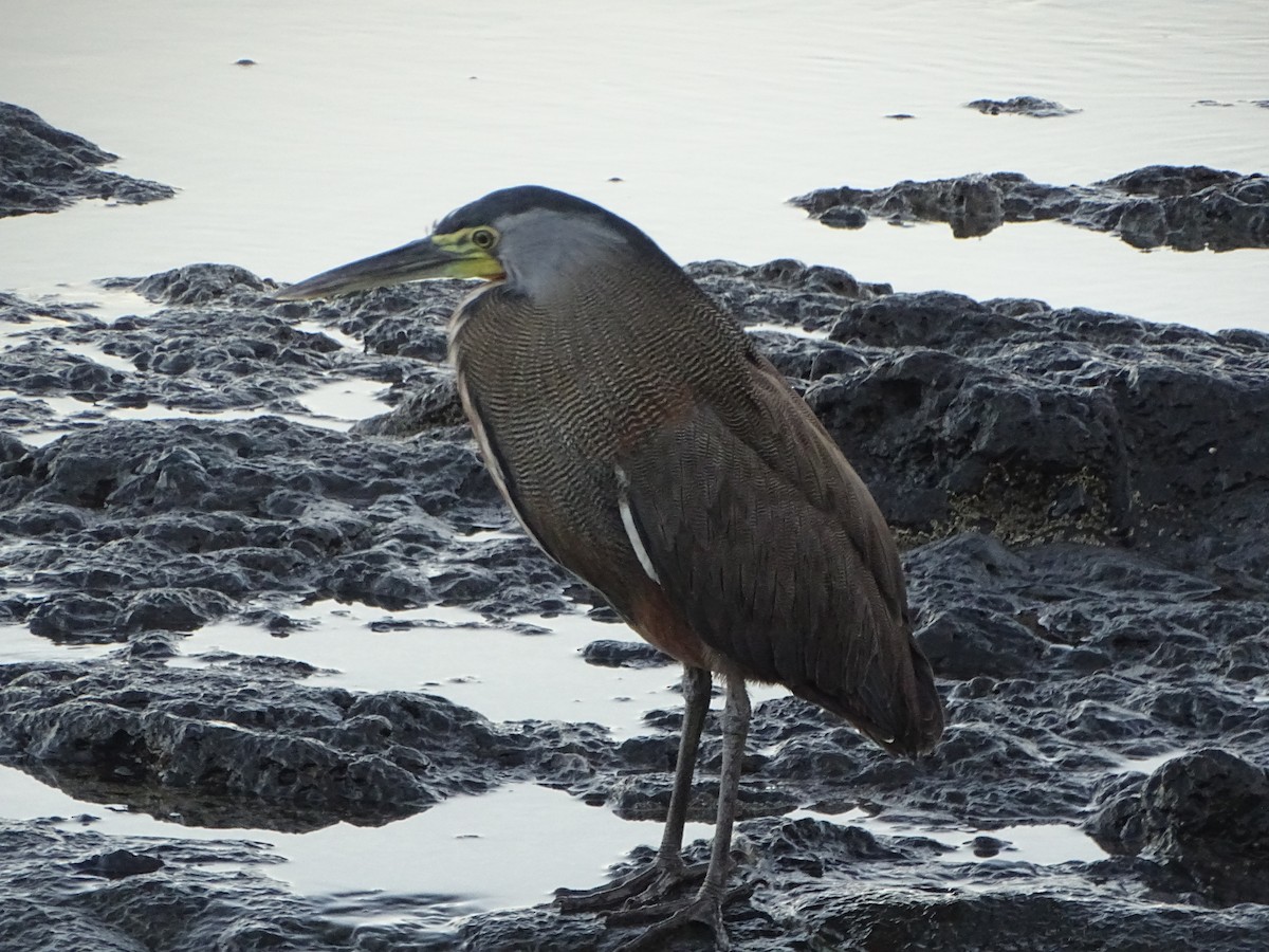 Bare-throated Tiger-Heron - Patrick Lister
