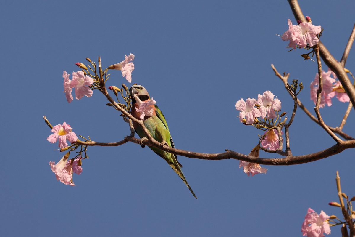 Red-breasted Parakeet - ML615901593