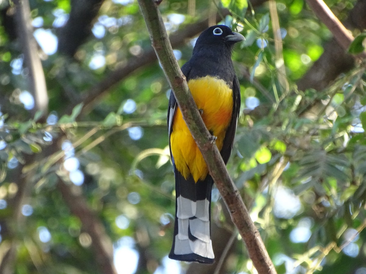 Trogon à tête noire - ML615901599