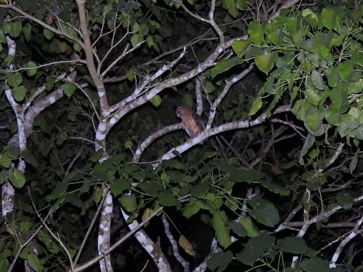 Hispanyola Peçeli Baykuşu - ML615901606