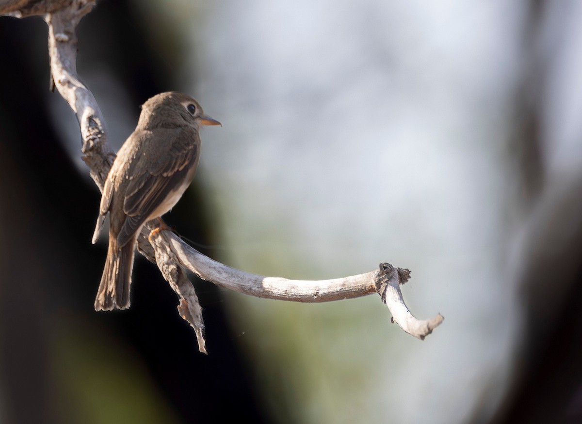 Brown-breasted Flycatcher - ML615901649