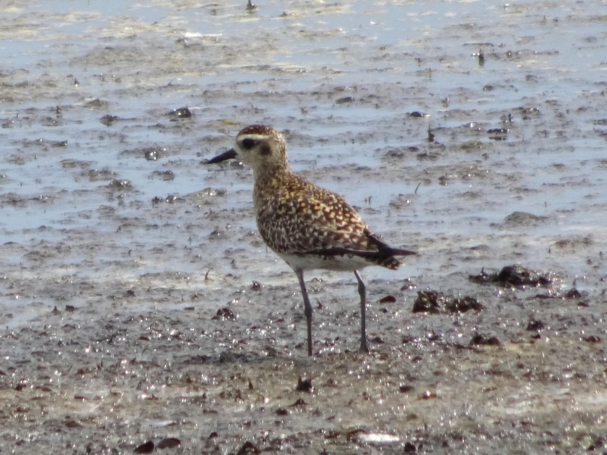 Pacific Golden-Plover - ML615901679