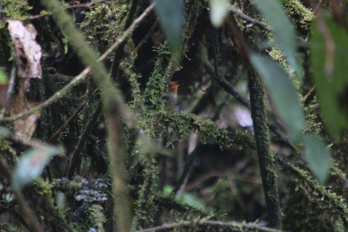 Rufous-headed Pygmy-Tyrant - ML615901684