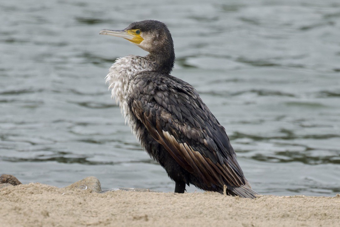 Great Cormorant - ML615901685