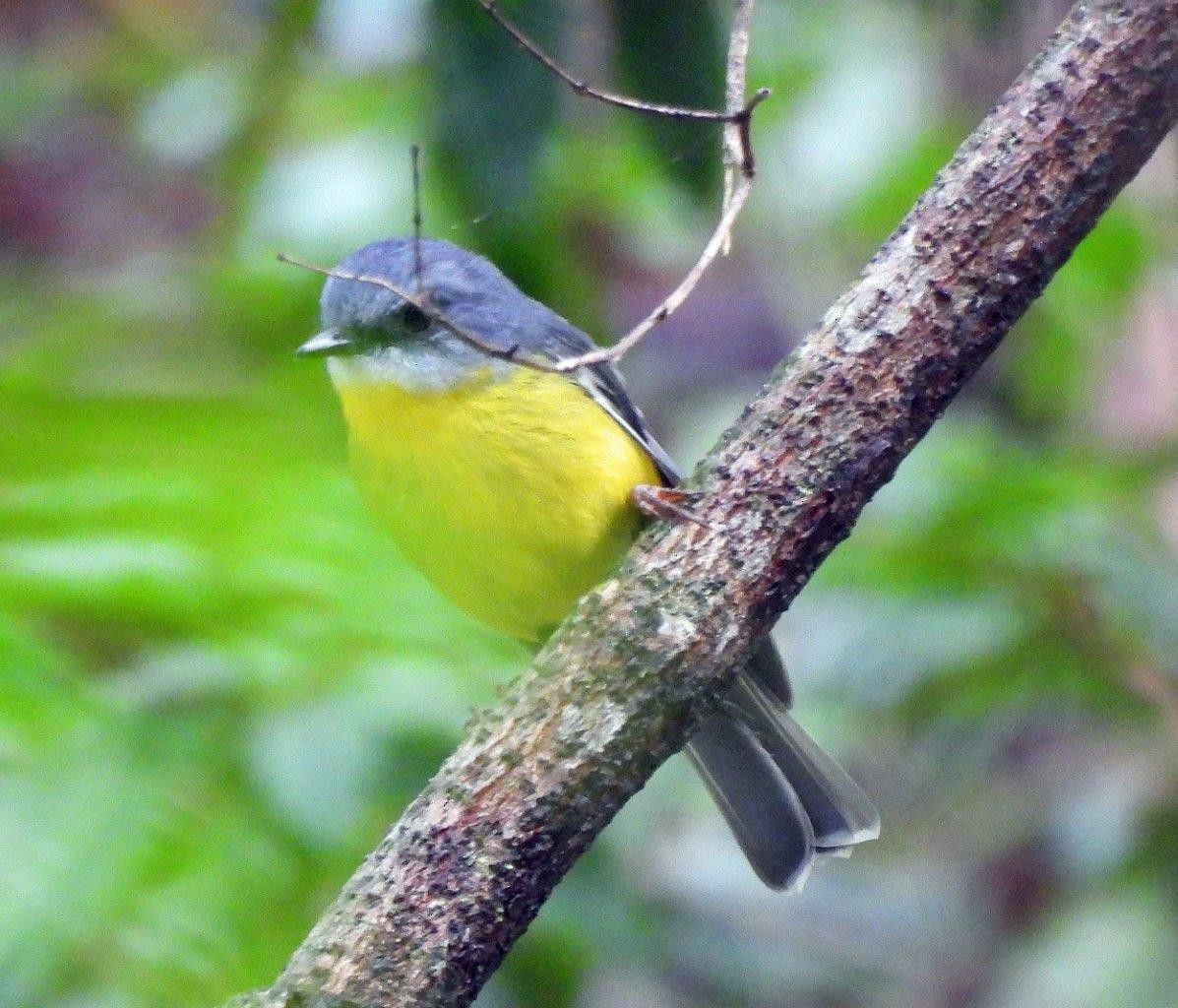 Eastern Yellow Robin - U3A Bird Group Two
