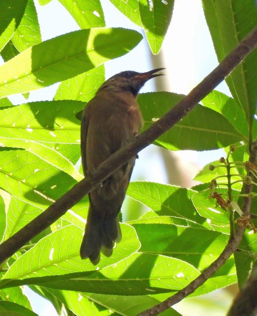 Dusky Myzomela - U3A Bird Group Two