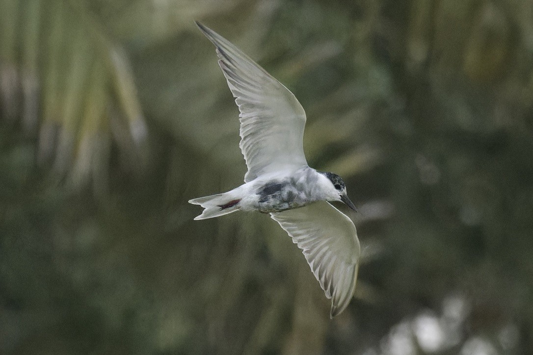 Whiskered Tern - Ted Burkett