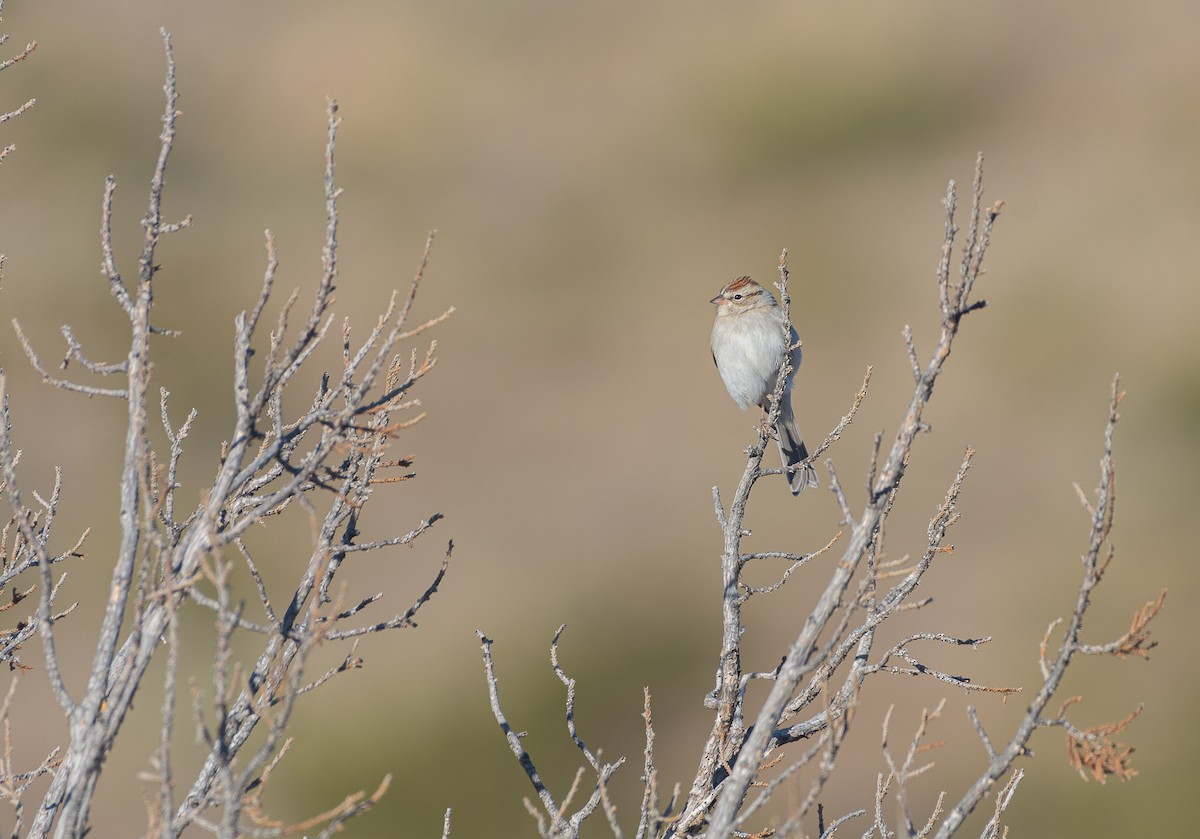 Chipping Sparrow - Poojan Gohil