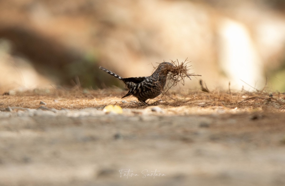 Gray-barred Wren - Fátima SantanaP