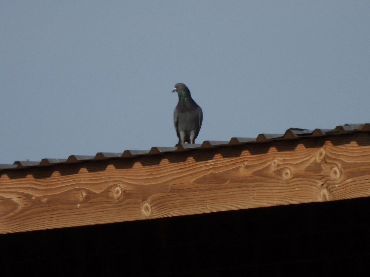 Rock Pigeon (Feral Pigeon) - ML615901805