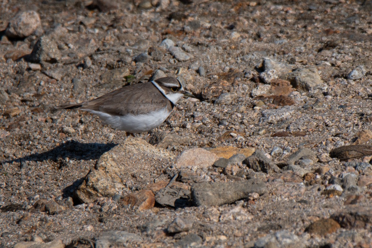 Long-billed Plover - ML615901817