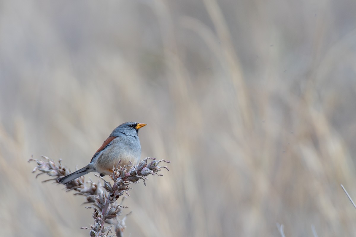 Great Inca-Finch - Victor Castanho