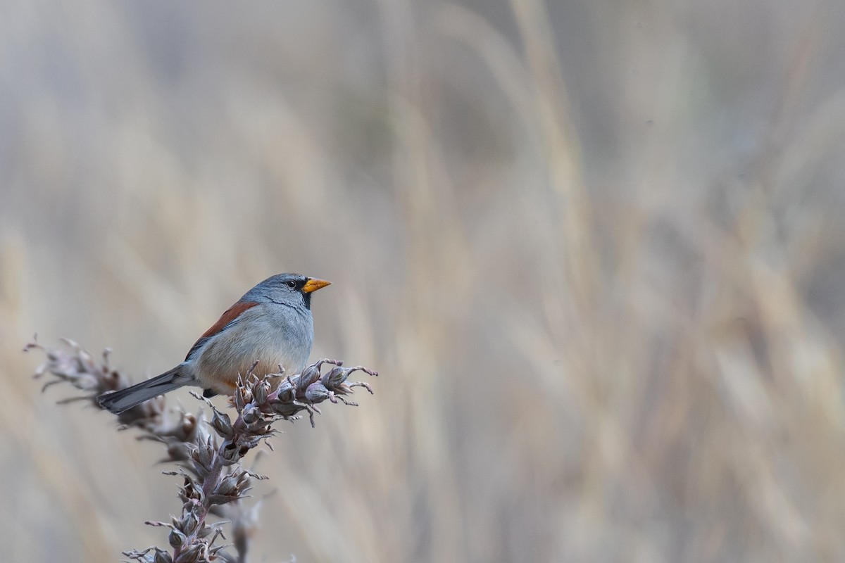 Great Inca-Finch - ML615901843