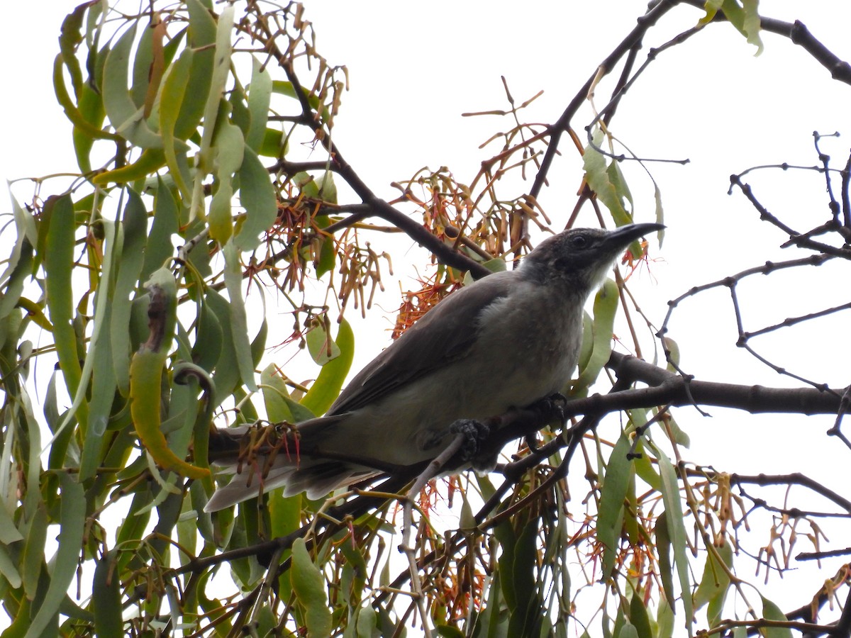 Filemón Goligualdo - ML615901844