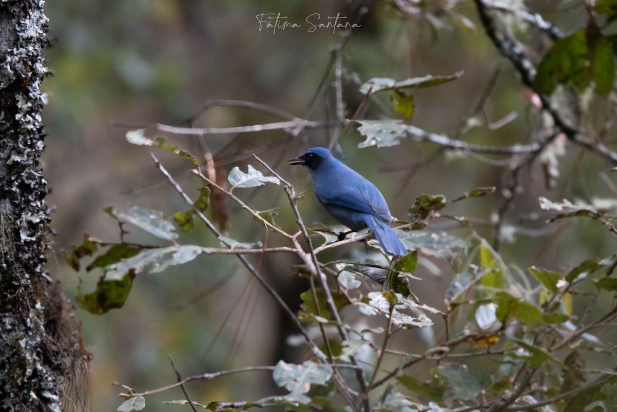 Dwarf Jay - ML615901860