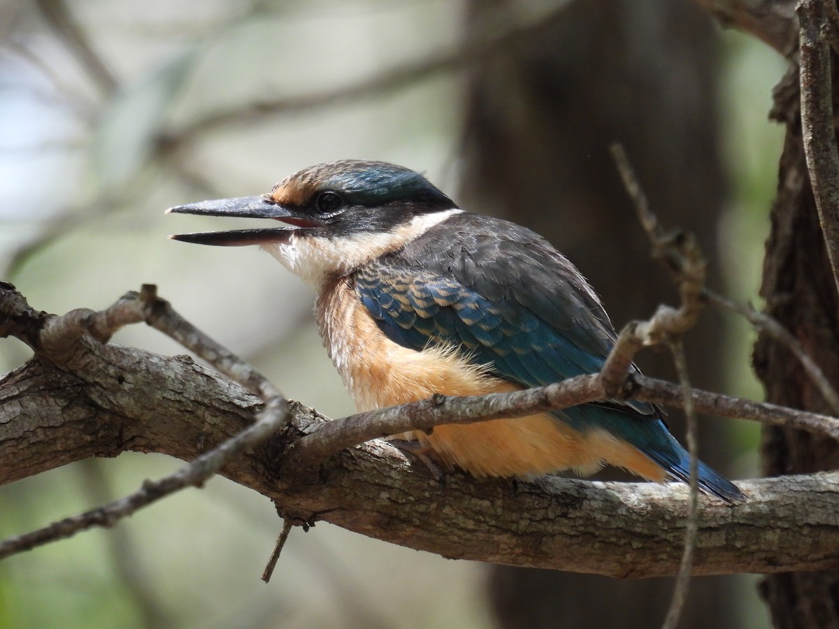 Sacred Kingfisher - ML615901899