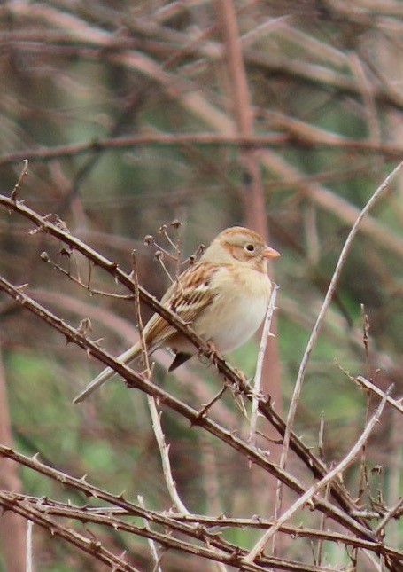 Field Sparrow - Kathie Kent