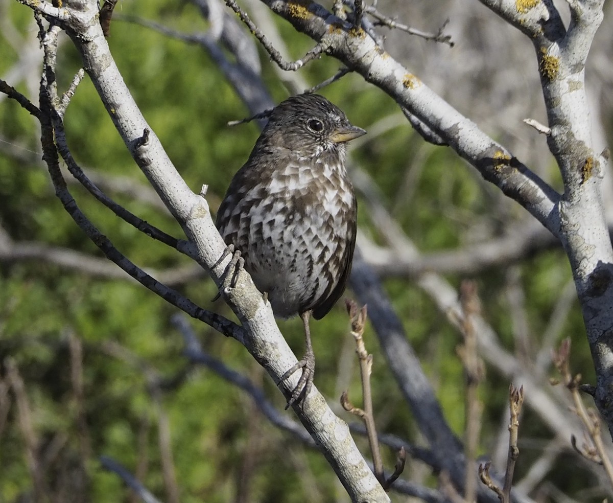 revespurv (unalaschcensis gr.) (sotrevespurv) - ML615901957