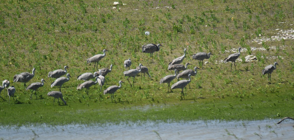 Sandhill Crane - Leonardo Guzmán (Kingfisher Birdwatching Nuevo León)