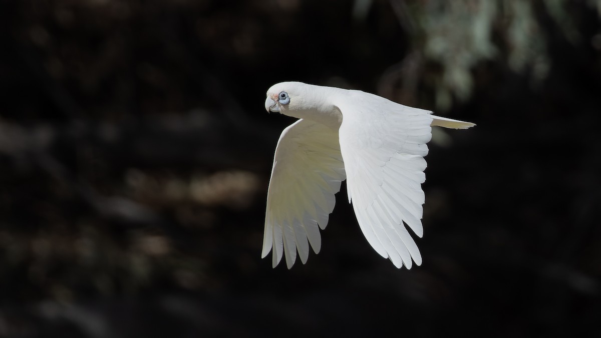 Little Corella - ML615902063