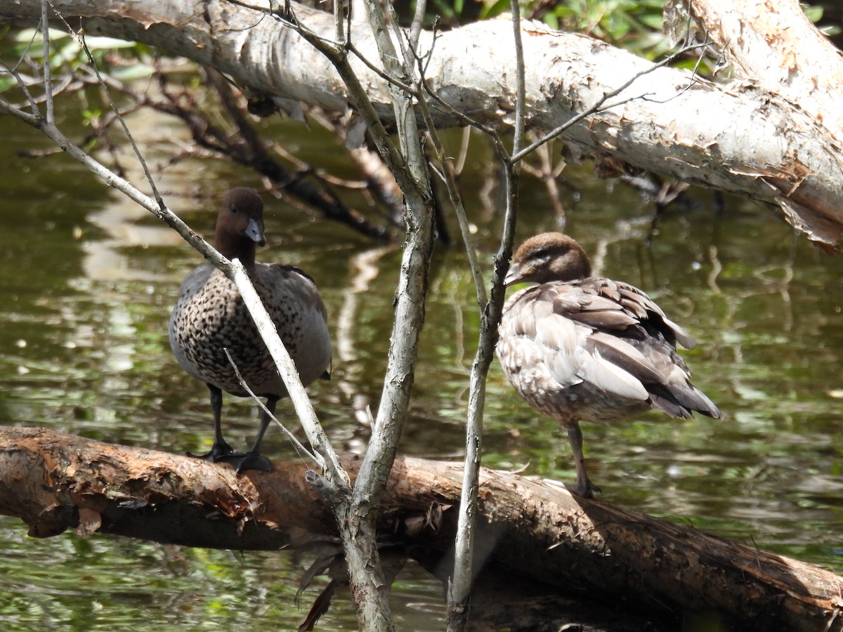 Maned Duck - ML615902067