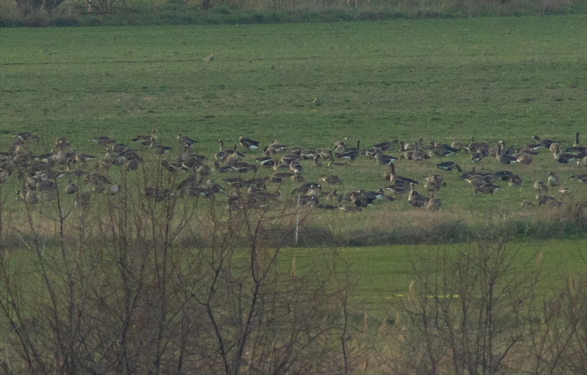 Red-breasted Goose - ML615902113