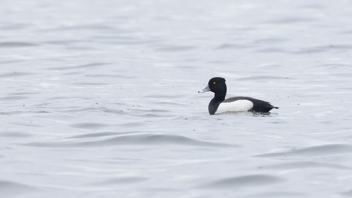 Tufted Duck x scaup sp. (hybrid) - ML615902132